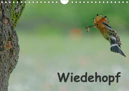 Cover for Wolf · Wiedehopf (Wandkalender 2021 DIN A (Book)