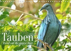 Cover for Calvendo · Tauben der ganzen Welt (Wandkalender 2022 DIN A4 quer) (Calendar) (2021)