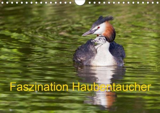 Cover for Martin · Faszination Haubentaucher (Wandk (Book)