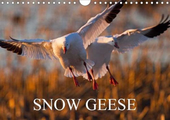 Cover for Henry · SNOW GEESE (Wall Calendar 2021 DI (Book)