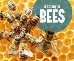 Cover for Lucia Raatma · A Colony of Bees - Animal Groups (Paperback Book) (2020)