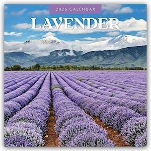 Cover for Red Robin · Lavender 2026 Square Wall Calendar (Paperback Book) (2025)