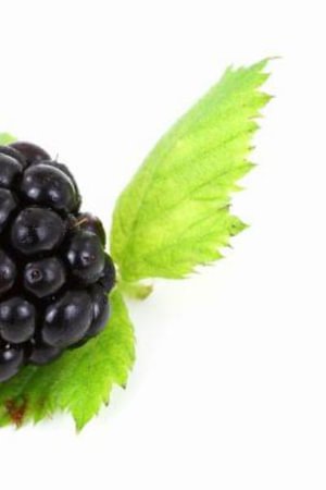 Blackberry Notebook - Wild Pages Press - 图书 - Createspace Independent Publishing Platf - 9781979699310 - 2017年11月11日