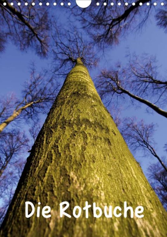 Cover for Berg · Die Rotbuche (Wandkalender 2021 DI (Book)