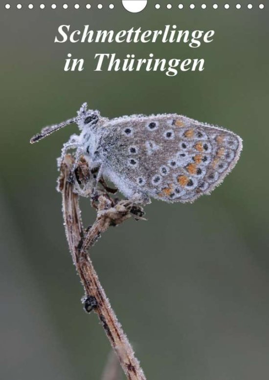 Cover for Sprenger · Schmetterlinge in Thüringen (W (Book)