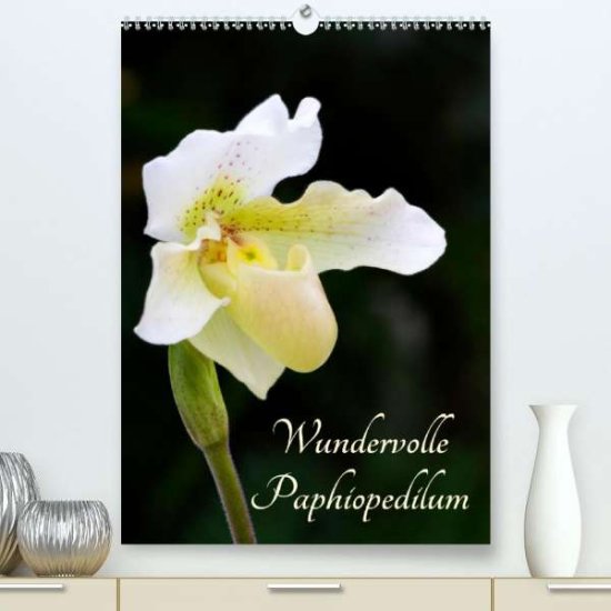 Cover for Stenner · Wundervolle Paphiopedilum (Prem (Book)
