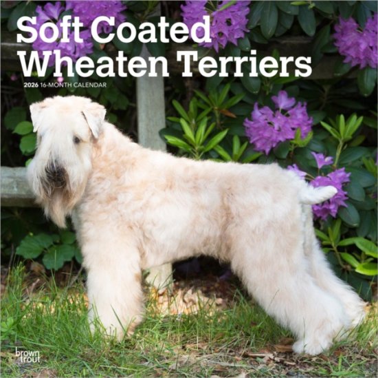 Cover for Browntrout · Wheaten Terriers, Soft Coated 2026 Square Flap Calendar (Calendar) (2025)
