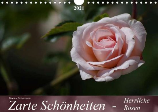 Cover for Schumann · Zarte Schönheiten - Herrliche (Book)
