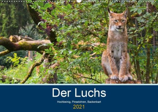 Cover for Elstner · Der Luchs - Hochbeinig, Pinselo (Book)
