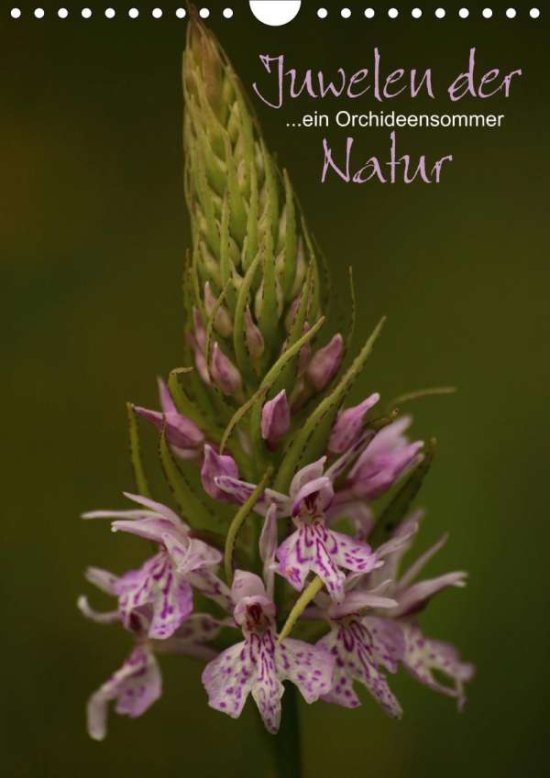 Cover for Stamm · Juwelen der Natur - Ein Orchideen (Book)