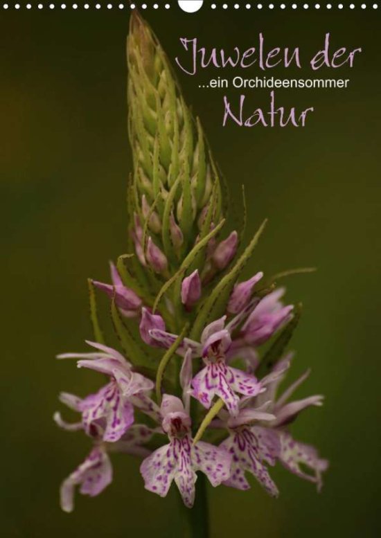 Cover for Stamm · Juwelen der Natur - Ein Orchideen (Book)