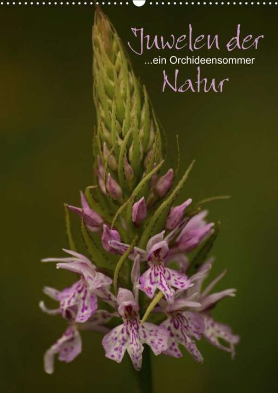 Cover for Stamm · Juwelen der Natur - Ein Orchideen (Book)
