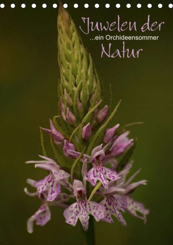 Cover for Stamm · Juwelen der Natur - Ein Orchideen (Book)