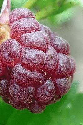 Raspberries Notebook - Wild Pages Press - 图书 - Createspace Independent Publishing Platf - 9781548867607 - 2017年7月1日