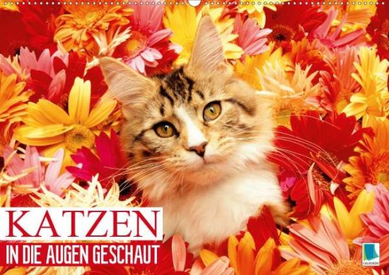 Cover for Katzen · In Die Augen Geschaut (Wandkale (Book)
