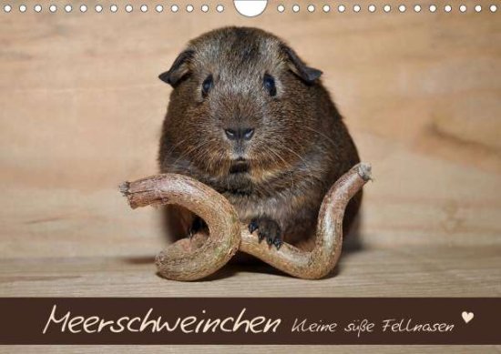 Cover for Fischer · Meerschweinchen - Kleine süße F (Book)