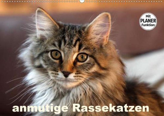 Cover for Scholze · Anmutige Rassekatzen (Wandkalen (Book)