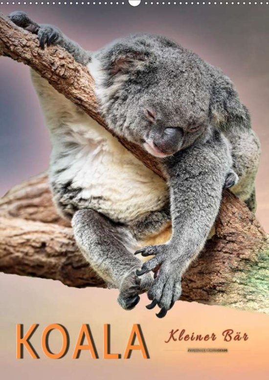 Cover for Roder · Koala, kleiner Bär (Wandkalender (Book)