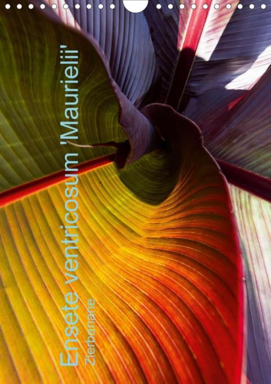Cover for Renken · Ensete ventricosum 'Maurielii' - (Book)