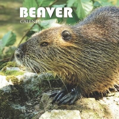 Cover for Mason Landon · Beaver Calendar 2019 (Paperback Book) (2018)