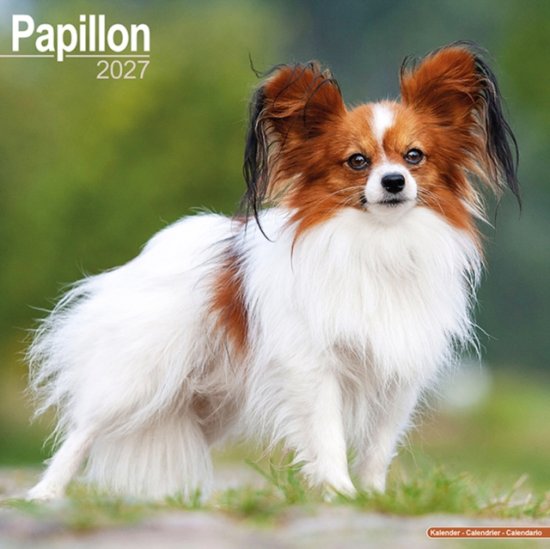 Cover for Avonside Publishing · Papillon (Calendar) (2026)