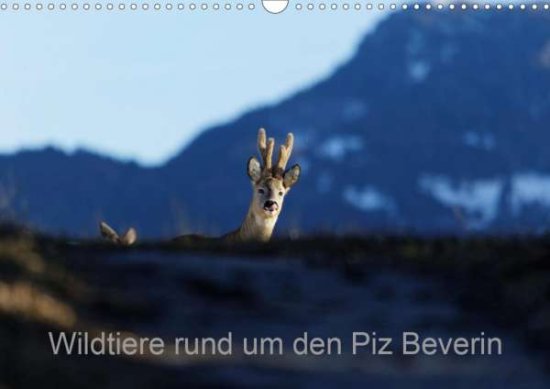 Cover for Danuser · Wildtiere rund um den Piz Bever (Book)