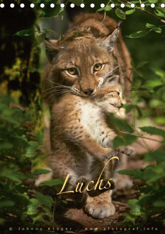 Cover for Krüger · Luchs (Tischkalender 2021 DIN A5 (Book)
