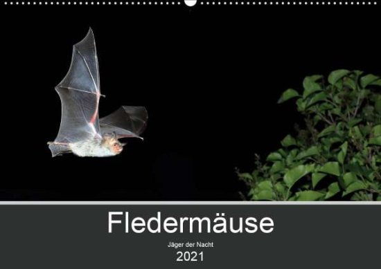 Cover for Schäfer · Fledermäuse - Jäger der Nacht ( (Book)