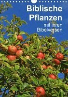 Cover for Vorndran · Biblische Pflanzen mit ihren B (Book)