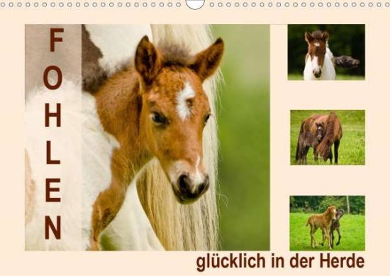 Cover for Schmidt · Fohlen, glücklich in der Herde (Book)