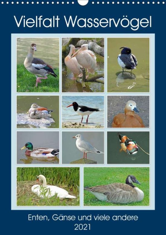 Cover for Kleemann · Vielfalt Wasservögel (Wandkale (Book)